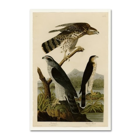 Audubon 'Stanley Hawkplate 141' Canvas Art,22x32